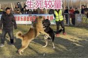 开云体育app-包含波兰冰岛开场连进两球，实力碾压对手的词条