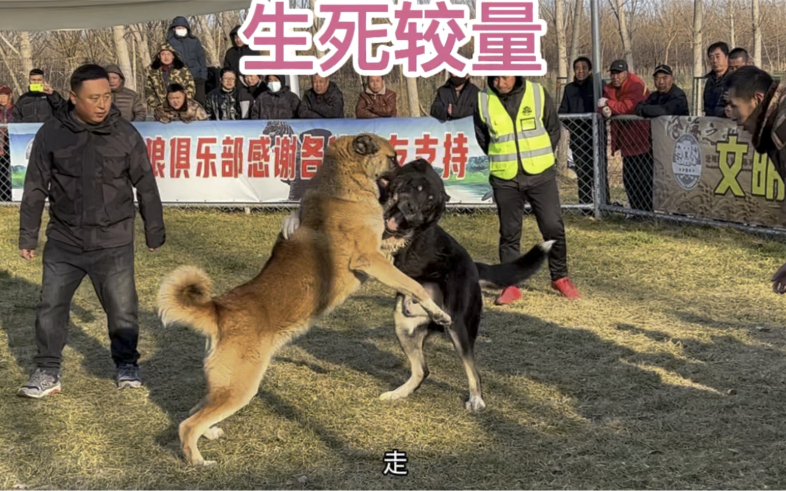 包含波兰冰岛开场连进两球，实力碾压对手的词条