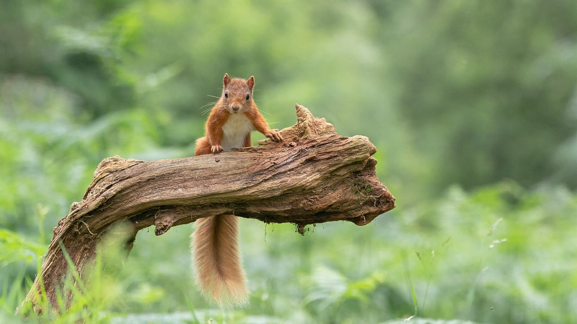 引擎轰鸣，当新疆的克莱踩下团队篮球的油门