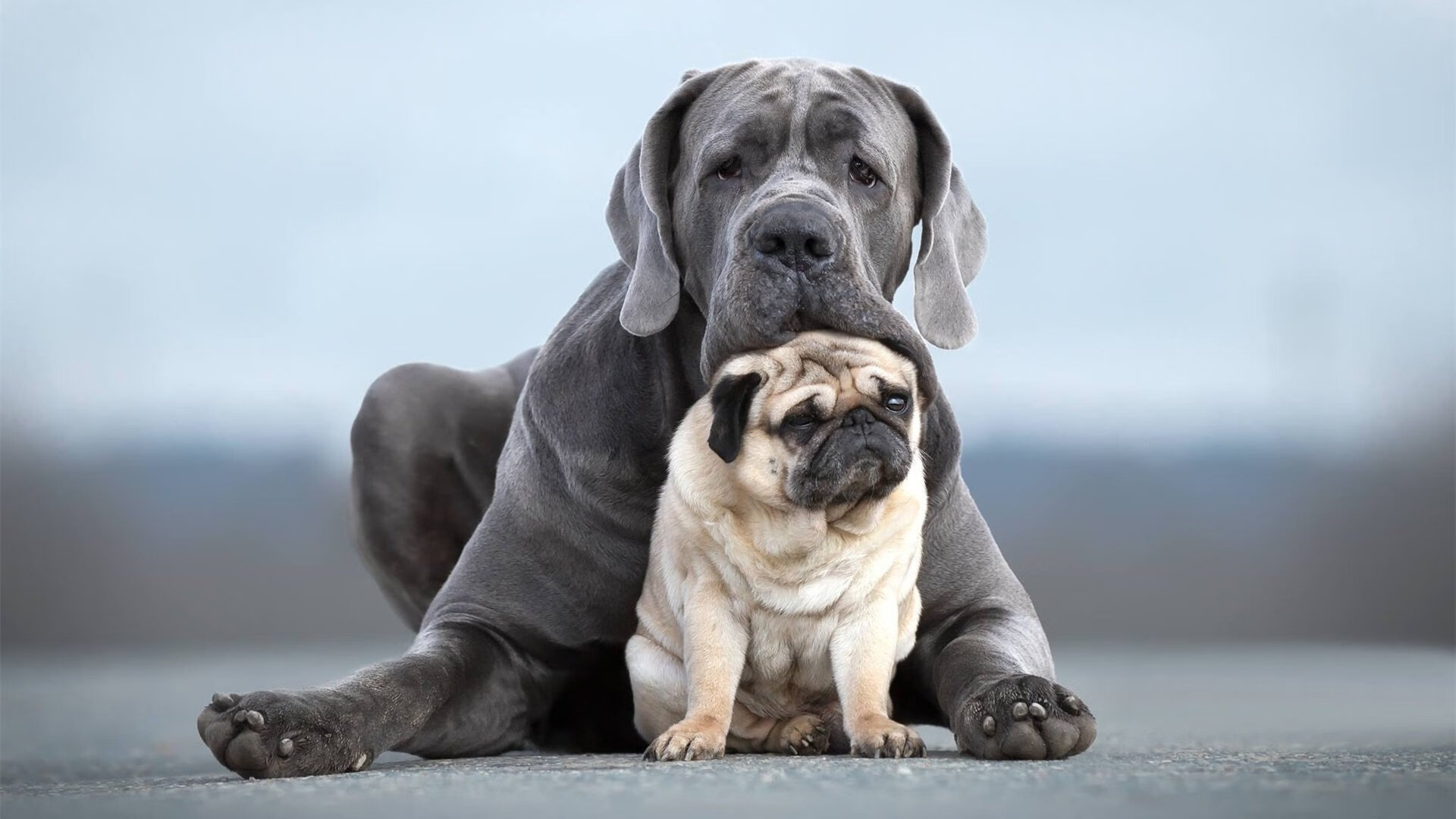不完美传奇，当上海队的蓝色洪流淹没小贾伦的49分孤星
