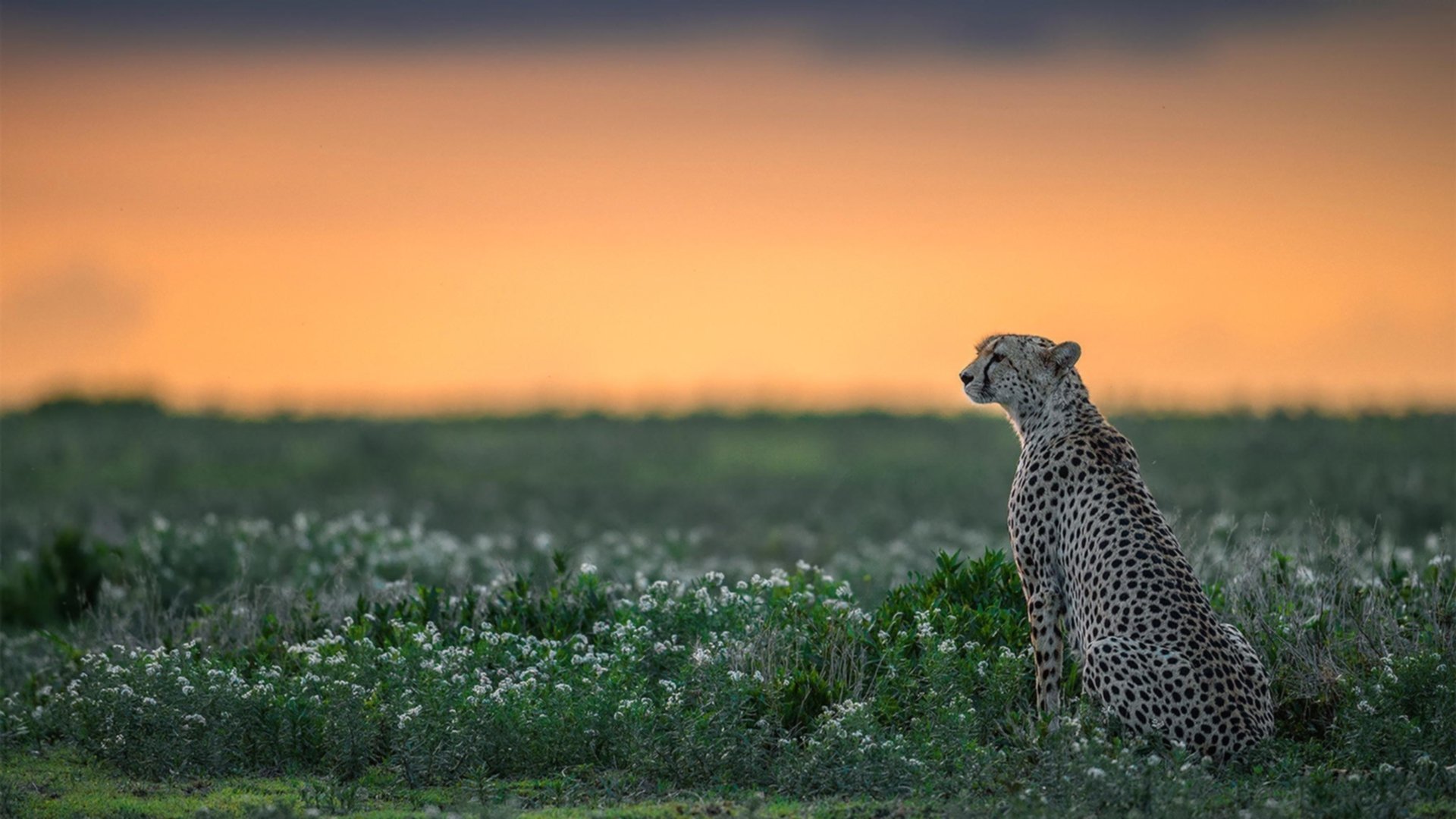 铁血与疾风，阿劳霍的崛起与绿军的闪电，定义足球的两种纬度