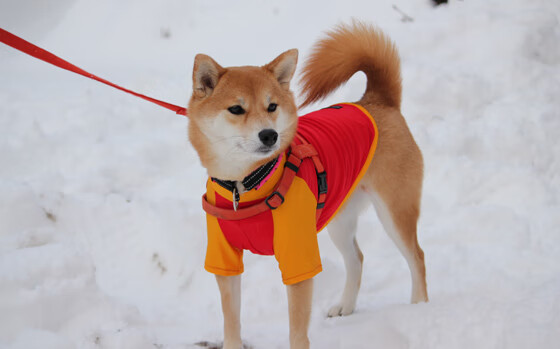 霍勒迪的蜕变之夜，从配角到英雄