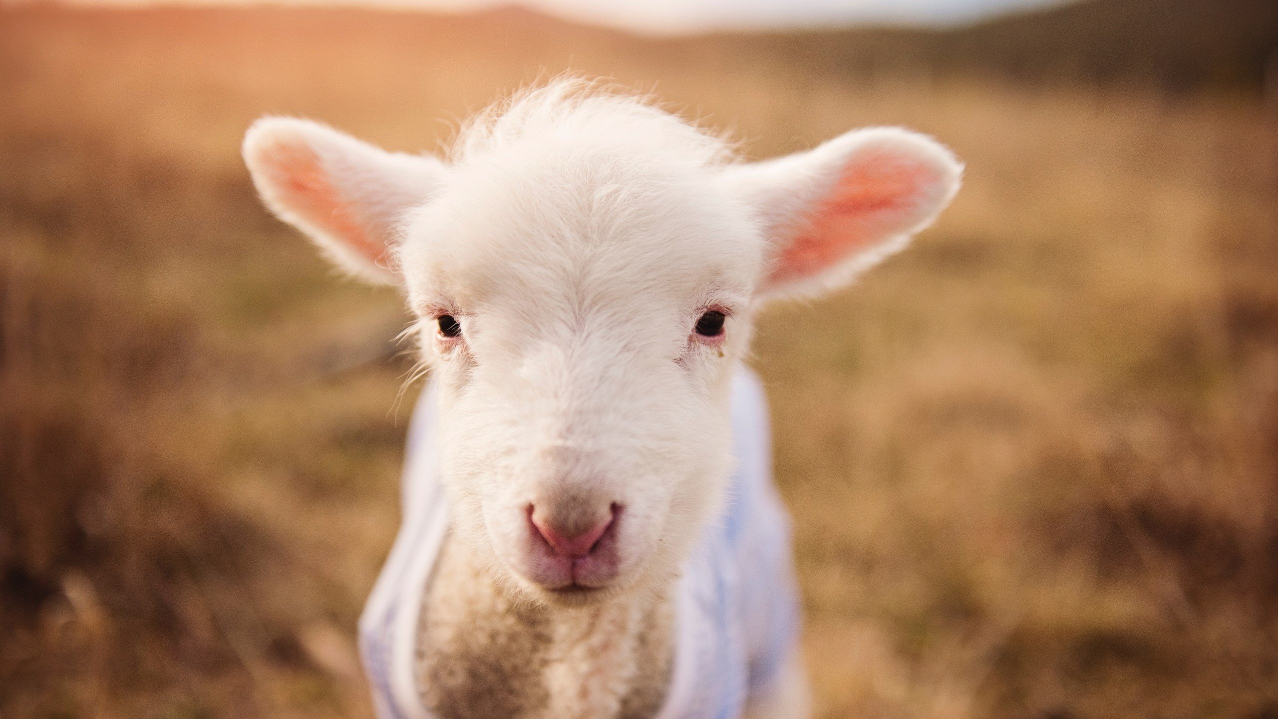 战术致胜!韩国队压制哥伦比亚,戈麦斯成关键先生