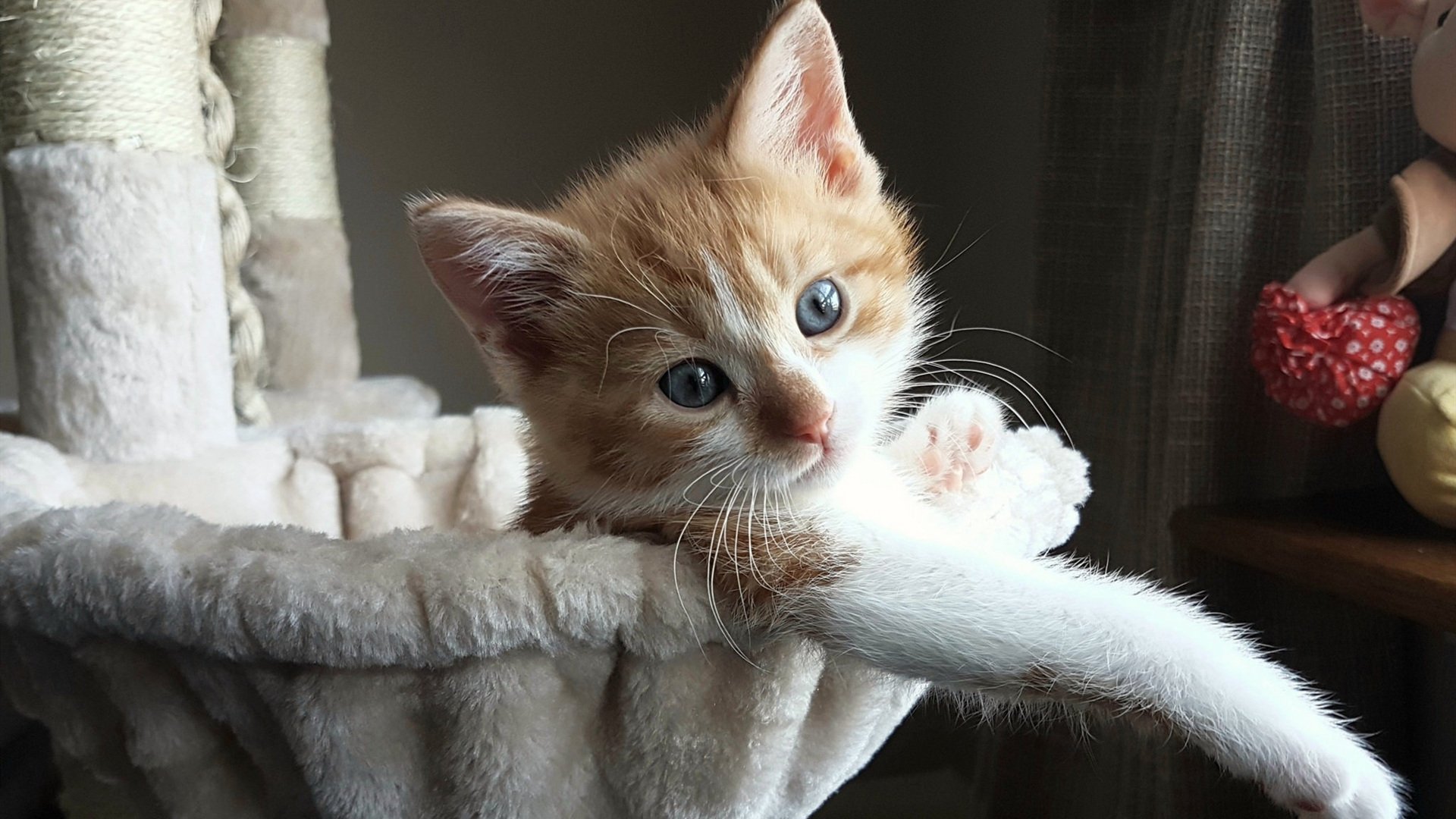 意甲焦点战，几内亚节奏大师的胜利，那不勒斯失落的舞步