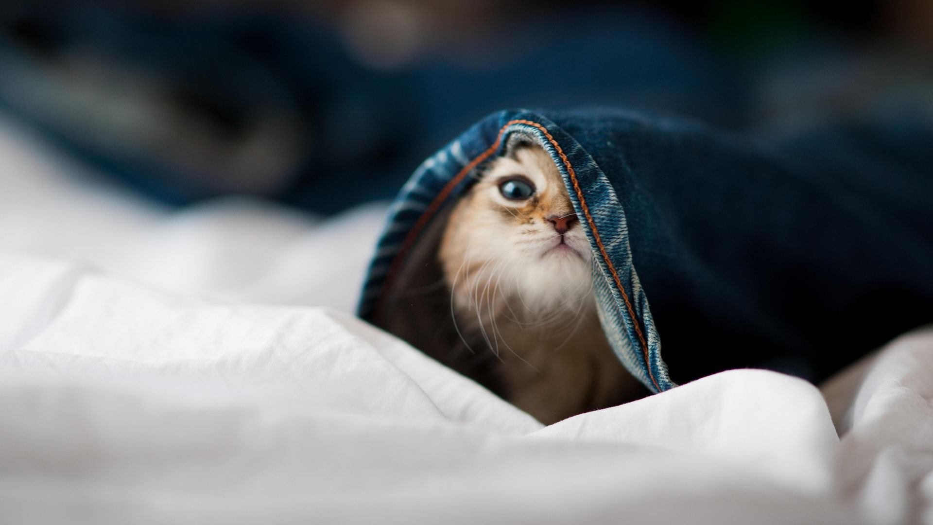 攻守易位，当霍勒迪的利刃刺向森林狼的铁壁