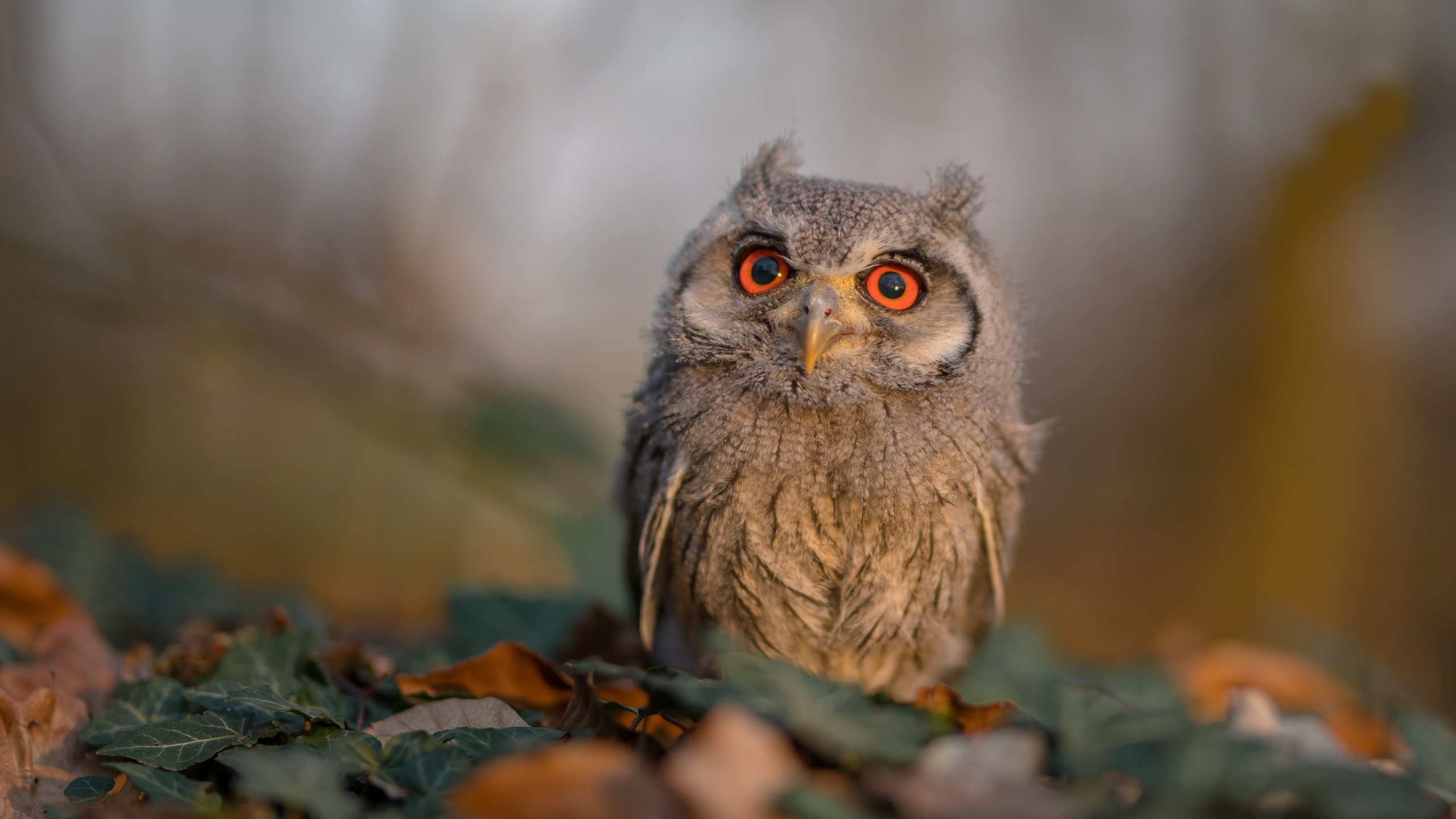 沙漠之狐奇袭圣西罗,当阿尔及利亚撕碎AC米兰的傲慢