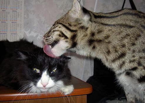 哥斯达黎加铁壁防线击退秘鲁，门神阿克表现堪称完美