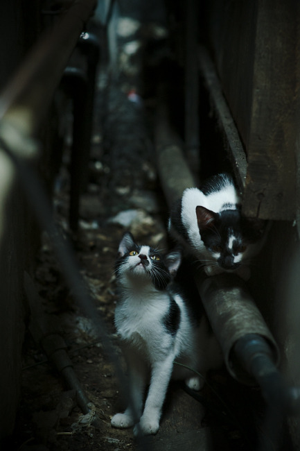 金字塔防线，从淘汰赛的埃及试炼到决赛的阿克斯芬克斯之谜