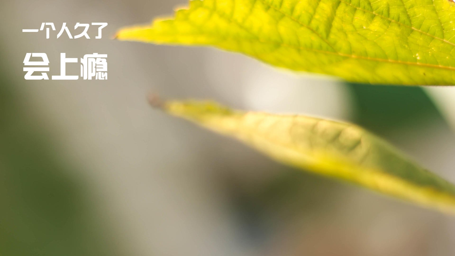 北境飓风！克瓦拉茨赫利亚一箭定江山，莱比锡红牛力克坚韧威尔士