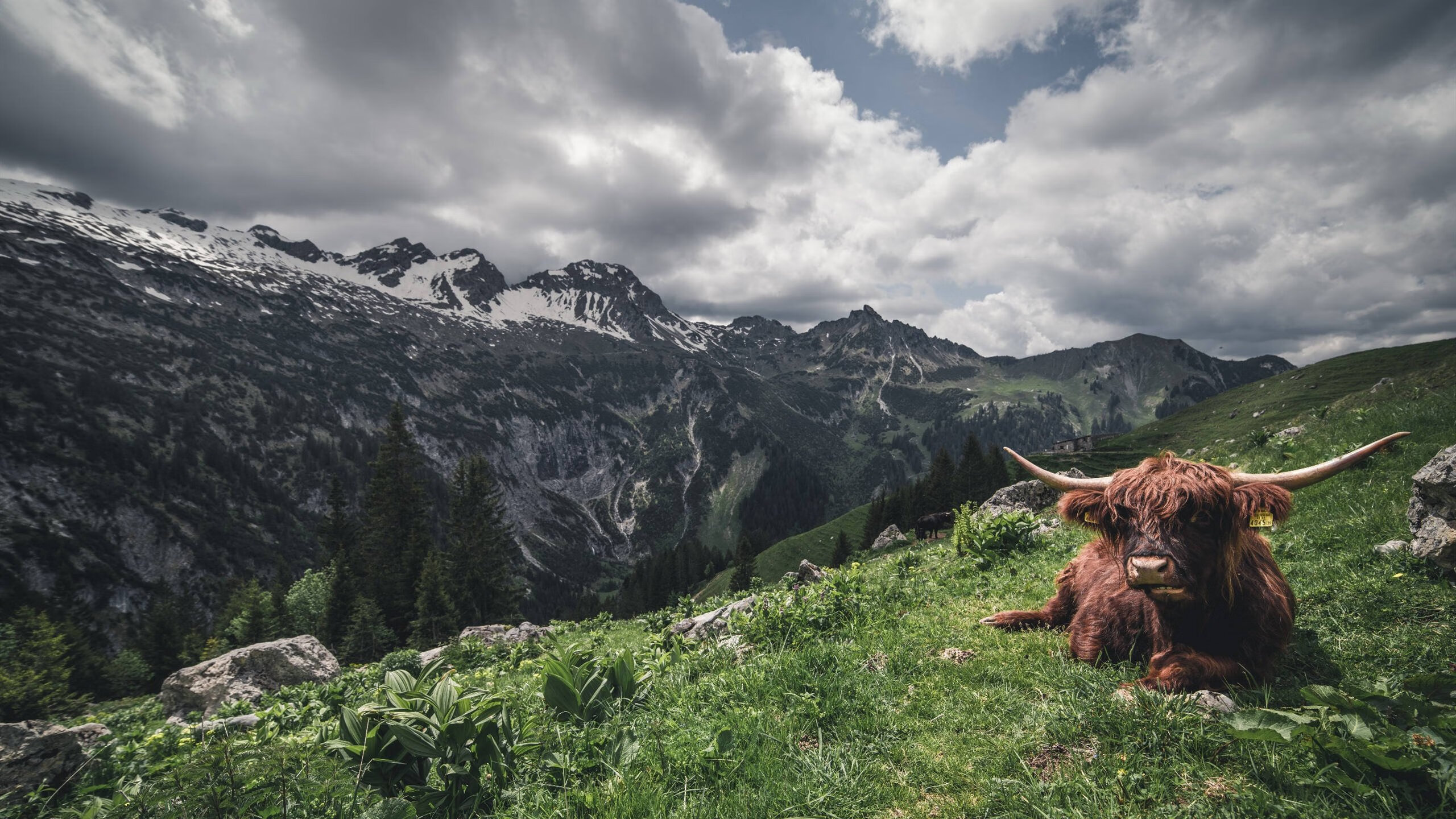 双线守护，维斯塔潘的引擎与库尔图瓦的手套，在午夜共同定义完美
