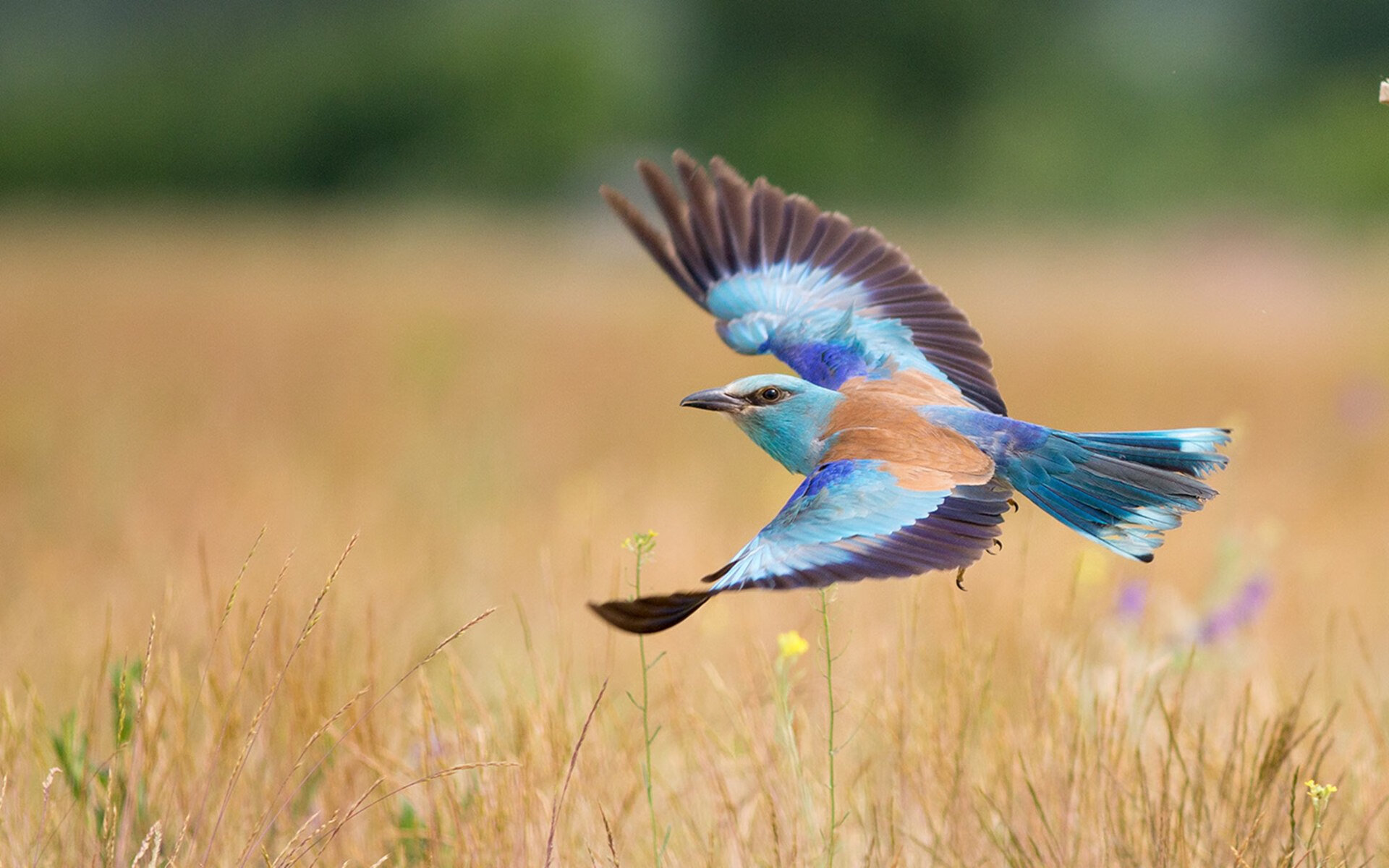 罗德里戈节奏大师，加拿大绝杀尼日利亚的幕后英雄