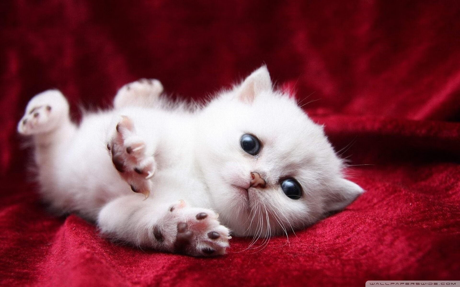 信号弹划破洛杉矶夜空，乔治的绝杀与森林狼的逆袭序章